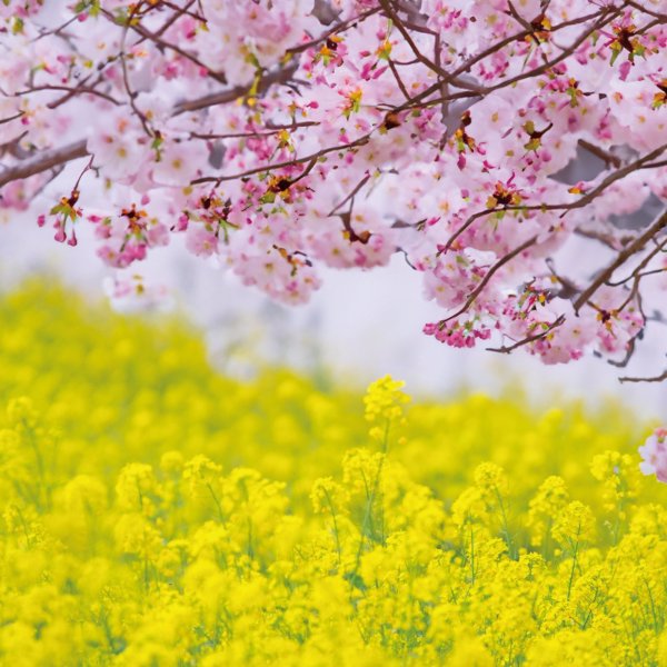 画像1: フォトグラフィーシート　桜と菜の花 (1)